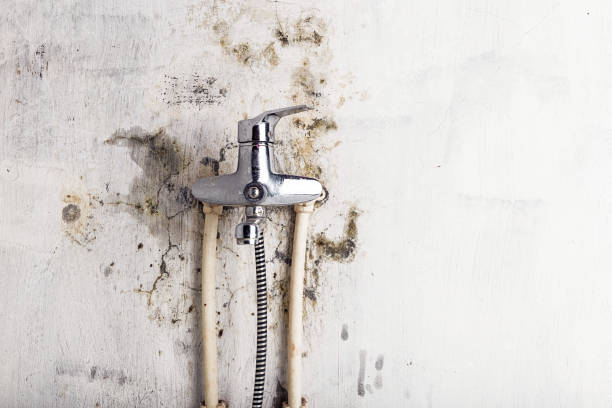 Reliable Paxton, IL Mold Removal Solutions