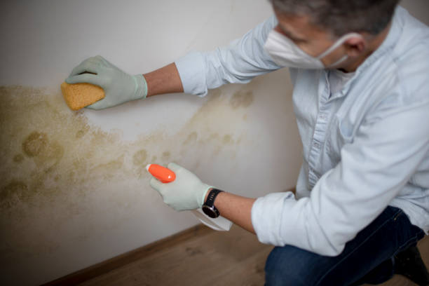 Best Mold Removal and Inspection  in Paxton, IL