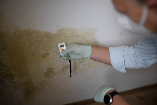 Best Office Mold Removal Services  in Paxton, IL