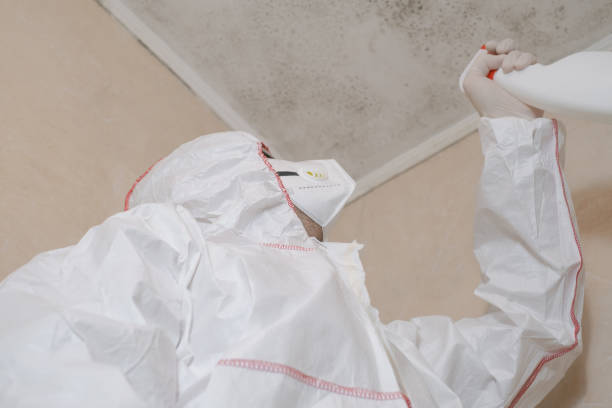 Best Home Mold Removal  in Paxton, IL