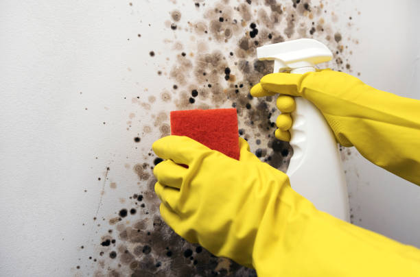 Best Emergency Mold Removal  in Paxton, IL