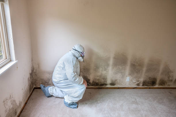 Best Professional Mold Removal  in Paxton, IL