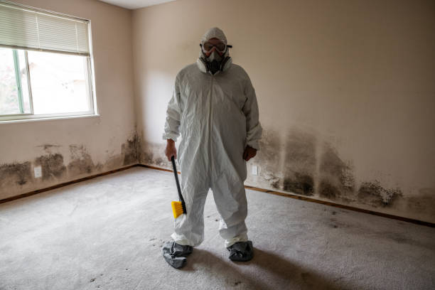 Best Toxic Mold Removal  in Paxton, IL